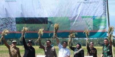 Stok Beras Pandeglang Melimpah, Produktivitasnya Capai 6 Ton Per Hektare